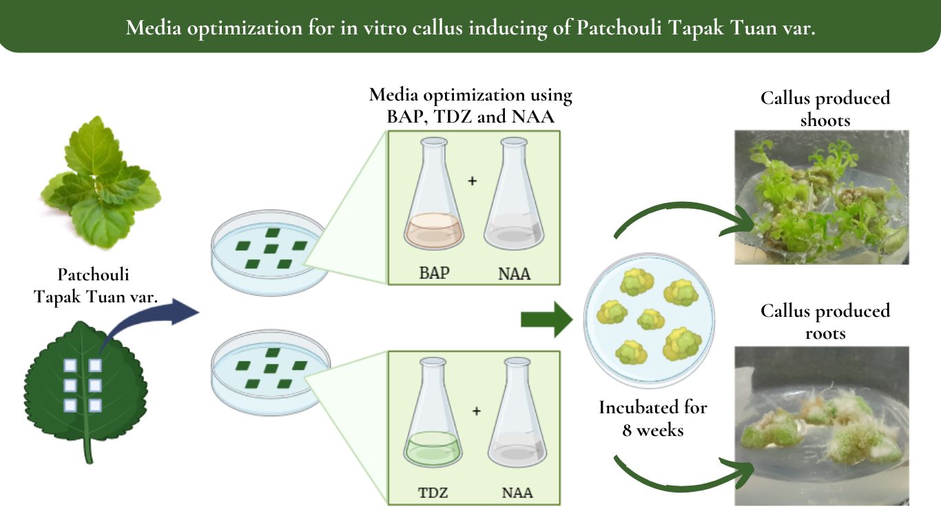 ENHANCING CALLUS FORMATION IN TAPAKTUAN PATCHOULI THROUGH IN VITRO OPTIMIZED COMBINATIONS OF PGR 